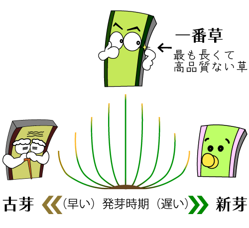 い草には新芽と古芽がある